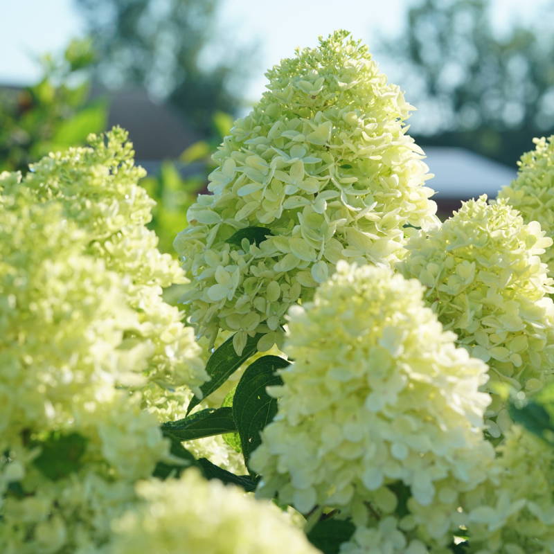 Large panicle hydrangea flower heads